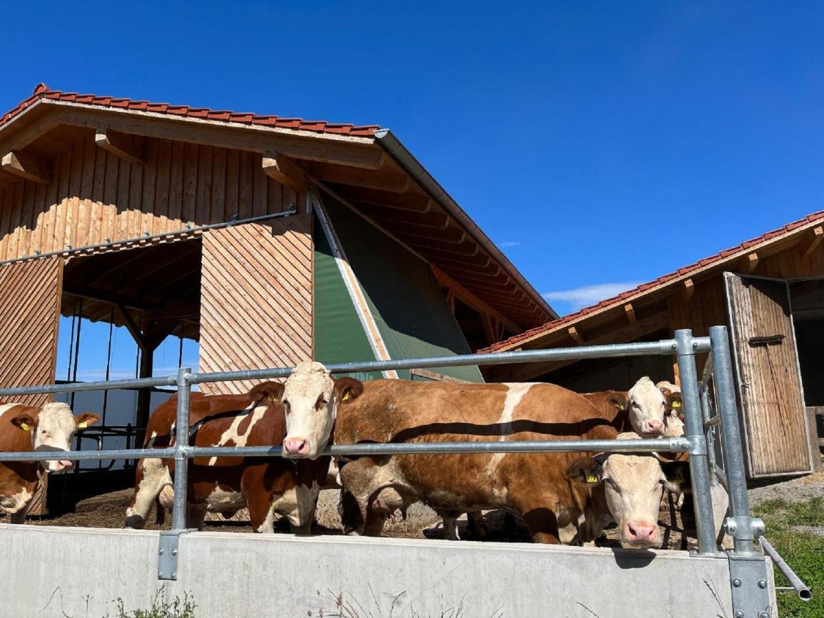 Landgasthof Blasini - Pfahlhof Zandt Exteriör bild
