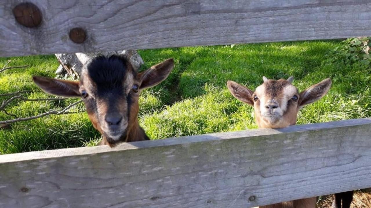 Landgasthof Blasini - Pfahlhof Zandt Exteriör bild